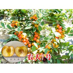 農(nóng)大鈣果苗木農(nóng)大4號(hào)、農(nóng)大6號(hào)、’‘農(nóng)大7號(hào)’樹苗【郵政發(fā)貨、10棵起發(fā)貨】