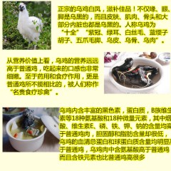 正宗農(nóng)家散養(yǎng)烏雞土雞走地雞笨公雞整只現(xiàn)殺保證新鮮雞肉